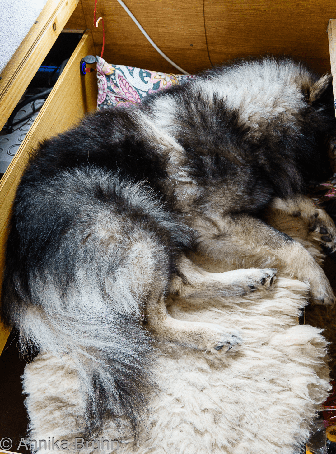 Q schläft so süß auf der Bank